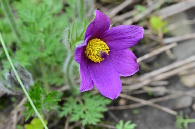Bahçedeki güzel mor çiçeklerin yakın görüntüsü