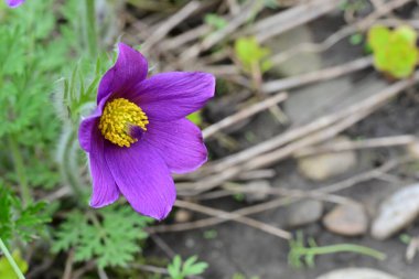 Bahçedeki güzel mor çiçeklerin yakın görüntüsü