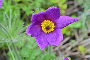 Bahçedeki güzel mor çiçeklerin yakın görüntüsü