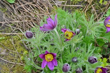 Bahçedeki güzel mor çiçeklerin yakın görüntüsü