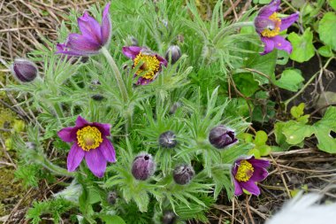 Bahçedeki güzel mor çiçeklerin yakın görüntüsü