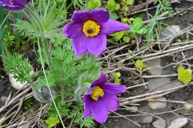 Bahçedeki güzel mor çiçeklerin yakın görüntüsü