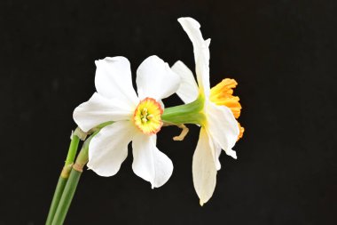 Narcissus bahar çiçekleri siyah arkaplanı kapatır 