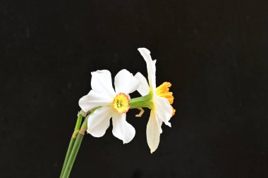 Narcissus bahar çiçekleri siyah arkaplanı kapatır 