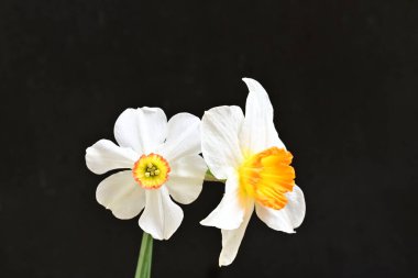 Narcissus bahar çiçekleri siyah arkaplanı kapatır 