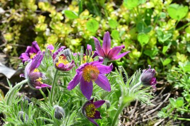 Bahçedeki güzel mor çiçeklerin yakın görüntüsü