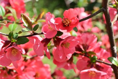 Çalı üzerinde güzel pembe çiçekler, çiçek konsepti.