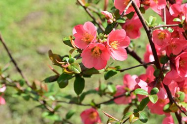 Çalı üzerinde güzel pembe çiçekler, çiçek konsepti.
