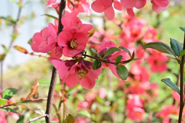 Çalı üzerinde güzel pembe çiçekler, çiçek konsepti.
