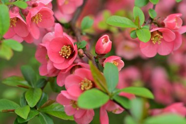 Çalı üzerinde güzel pembe çiçekler, çiçek konsepti.