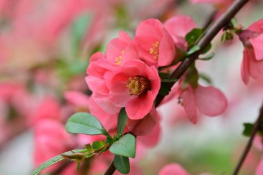 Çalı üzerinde güzel pembe çiçekler, çiçek konsepti.