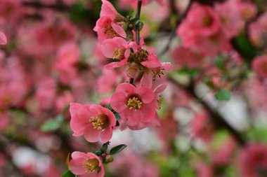 Çalı üzerinde güzel pembe çiçekler, çiçek konsepti.