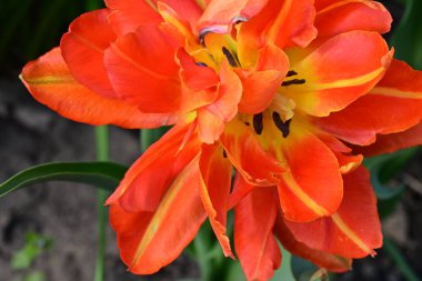 Güzel kırmızı Greig 'in lalesi, yaklaş. 