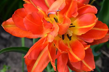 Güzel kırmızı Greig 'in lalesi, yaklaş. 