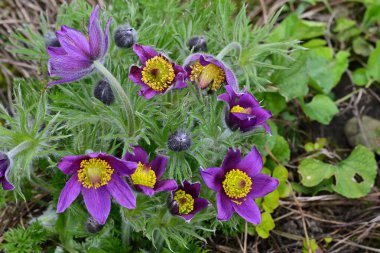 Bahçedeki güzel mor çiçeklerin yakın görüntüsü