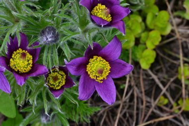 Bahçedeki güzel mor çiçeklerin yakın görüntüsü