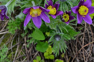 Bahçedeki güzel mor çiçeklerin yakın görüntüsü