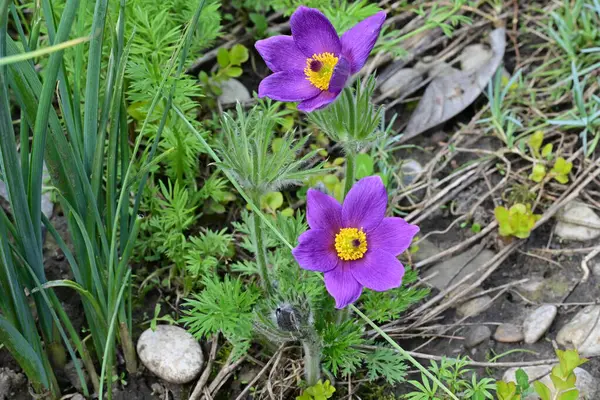 Bahçedeki güzel mor çiçeklerin yakın görüntüsü