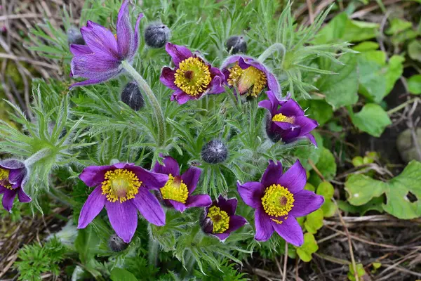Bahçedeki güzel mor çiçeklerin yakın görüntüsü