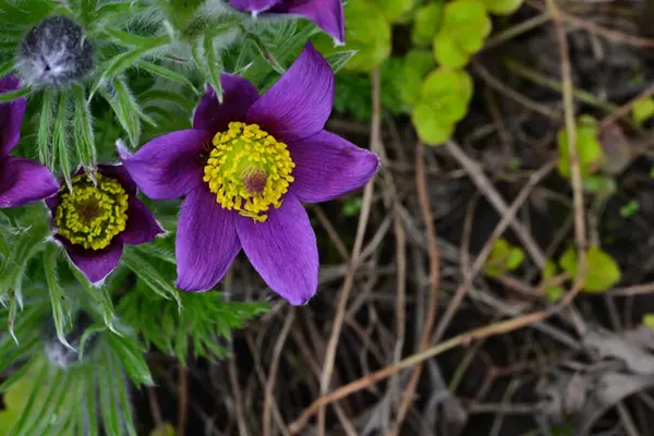 Bahçedeki güzel mor çiçeklerin yakın görüntüsü