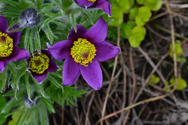 Bahçedeki güzel mor çiçeklerin yakın görüntüsü
