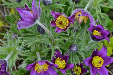 Bahçedeki güzel mor çiçeklerin yakın görüntüsü