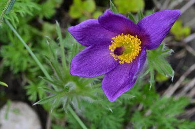 Bahçedeki güzel mor çiçeğin yakın görüntüsü