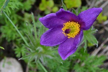 Bahçedeki güzel mor çiçeğin yakın görüntüsü
