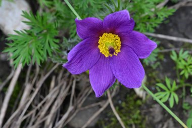 Bahçedeki güzel mor çiçeğin yakın görüntüsü