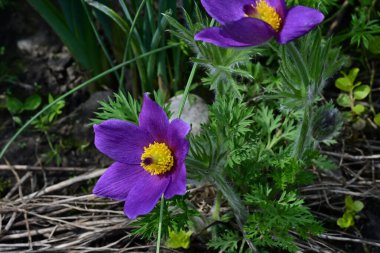 Bahçedeki güzel mor çiçeklerin yakın görüntüsü