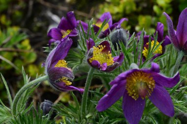 Bahçedeki güzel mor çiçeklerin yakın görüntüsü