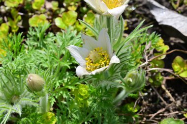 Bahçede büyüyen güzel beyaz çiçekler