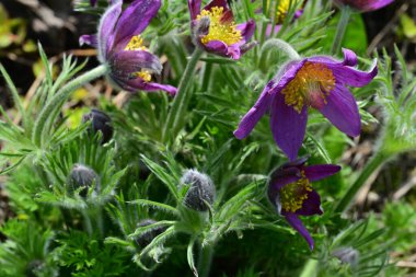 Bahçedeki güzel mor çiçeklerin yakın görüntüsü