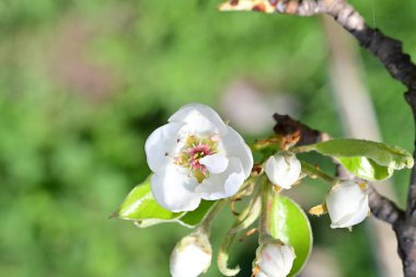 Elma ağacının beyaz çiçeklerinin manzarası. Güzel açan bahar ağacı.