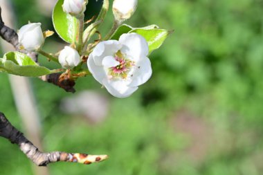 Elma ağacının beyaz çiçeklerinin manzarası. Güzel açan bahar ağacı.