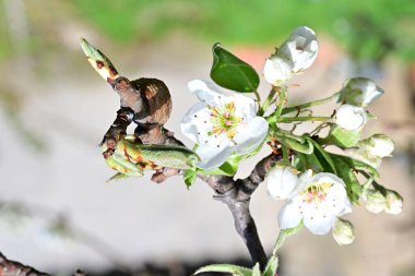 Elma ağacının beyaz çiçeklerinin manzarası. Güzel açan bahar ağacı.