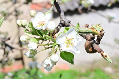 Elma ağacının beyaz çiçeklerinin manzarası. Güzel açan bahar ağacı.