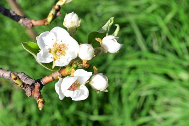 Elma ağacının beyaz çiçeklerinin manzarası. Güzel açan bahar ağacı.