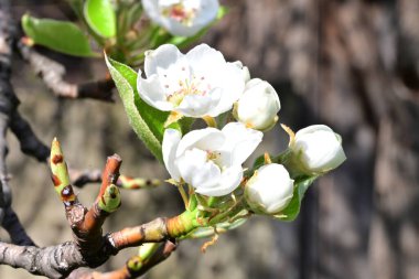 Elma ağacının beyaz çiçeklerinin manzarası. Güzel açan bahar ağacı.