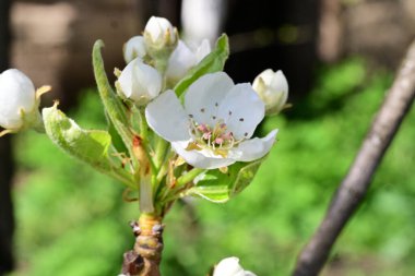 Elma ağacının beyaz çiçeklerinin manzarası. Güzel açan bahar ağacı.