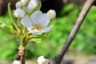 Elma ağacının beyaz çiçeklerinin manzarası. Güzel açan bahar ağacı.