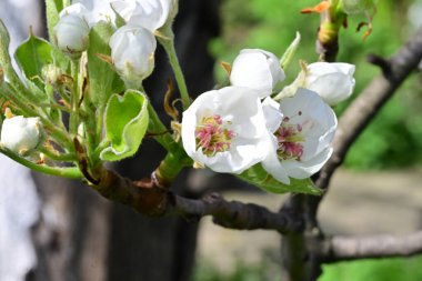 Elma ağacının beyaz çiçeklerinin manzarası. Güzel açan bahar ağacı.