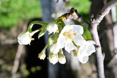 Elma ağacının beyaz çiçeklerinin manzarası. Güzel açan bahar ağacı.