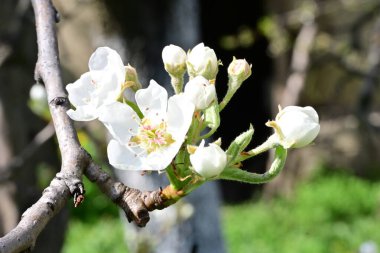 Elma ağacının beyaz çiçeklerinin manzarası. Güzel açan bahar ağacı.