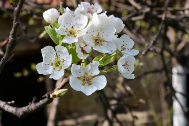 Elma ağacının beyaz çiçeklerinin manzarası. Güzel açan bahar ağacı.