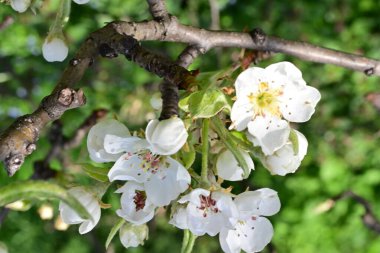 Elma ağacının beyaz çiçeklerinin manzarası. Güzel açan bahar ağacı.