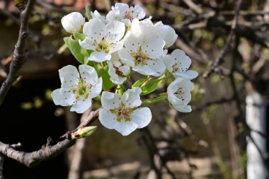 Elma ağacının beyaz çiçeklerinin manzarası. Güzel açan bahar ağacı.
