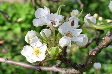 Elma ağacının beyaz çiçeklerinin manzarası. Güzel açan bahar ağacı.