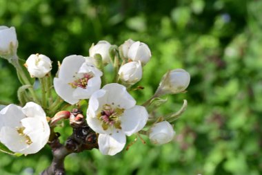 Elma ağacının beyaz çiçeklerinin manzarası. Güzel açan bahar ağacı.