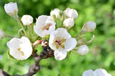 Elma ağacının beyaz çiçeklerinin manzarası. Güzel açan bahar ağacı.
